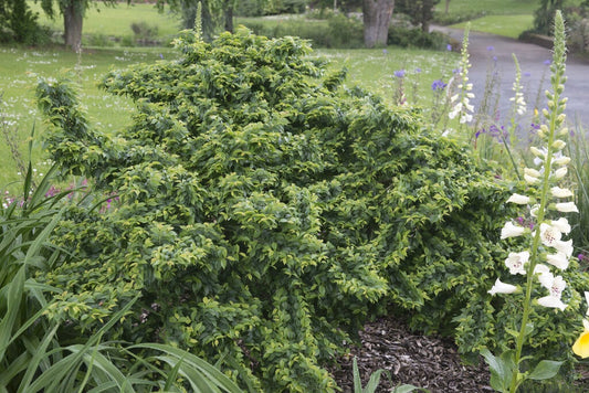  Dwergiep (Ulmus Minor 'Jacqueline Hillier')
