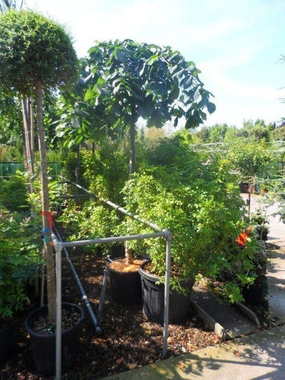  Treuriep (Ulmus Glabra 'Pendula')