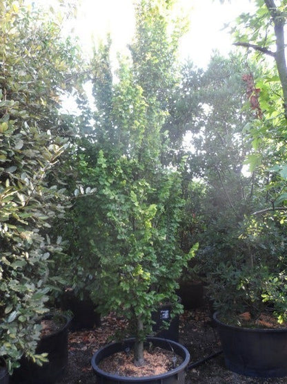  Goudiep (Ulmus Hollandica 'Wredei')