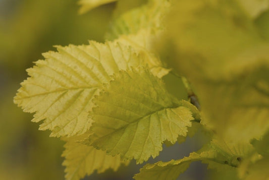  Goudiep (Ulmus Hollandica 'Wredei')