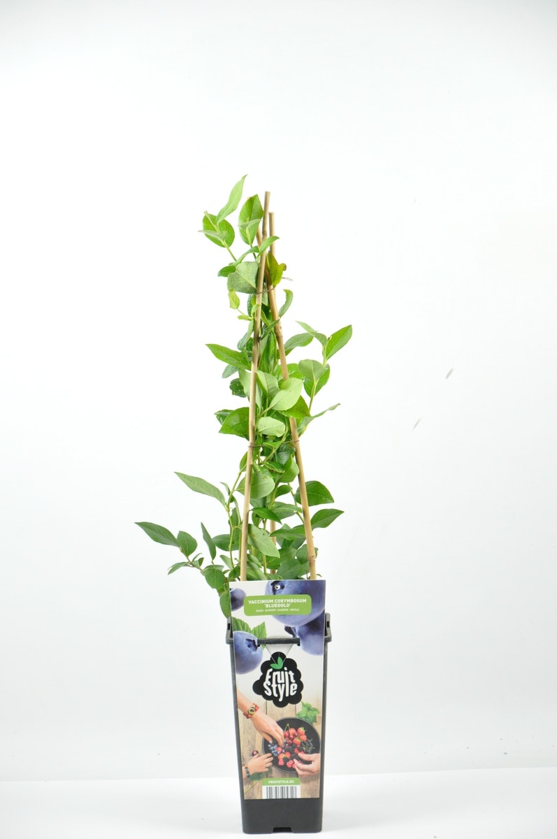  Bosbes (Vaccinium Corymbosum ‘North Blue’)