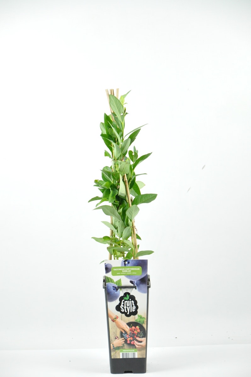  Bosbes (Vaccinium Corymbosum ‘Emblue’)