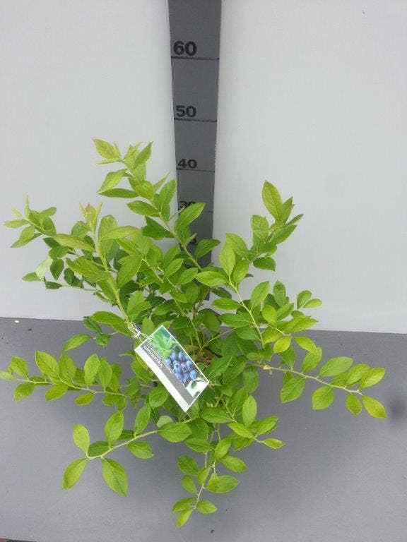  Bosbes (Vaccinium Corymbosum 'Goldtraube')
