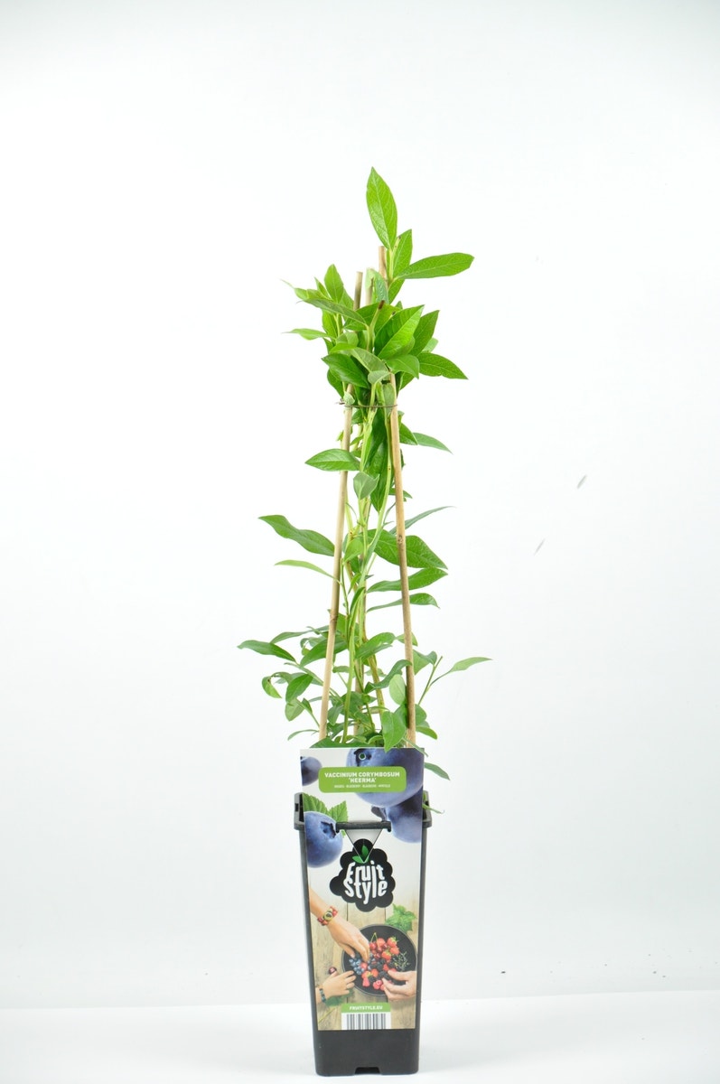  Bosbes (Vaccinium Corymbosum ‘Heerma’)