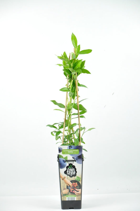  Bosbes (Vaccinium Corymbosum ‘Heerma’)