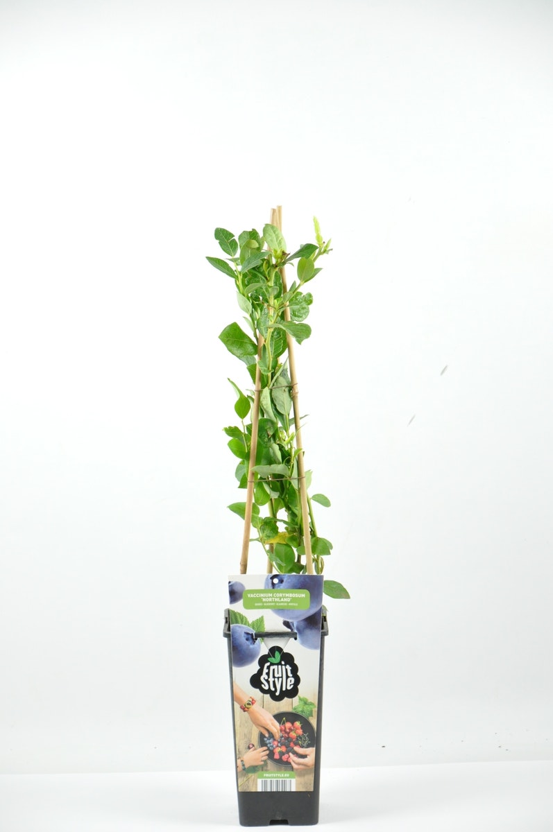  Bosbes (Vaccinium Corymbosum ‘Northland’) 
