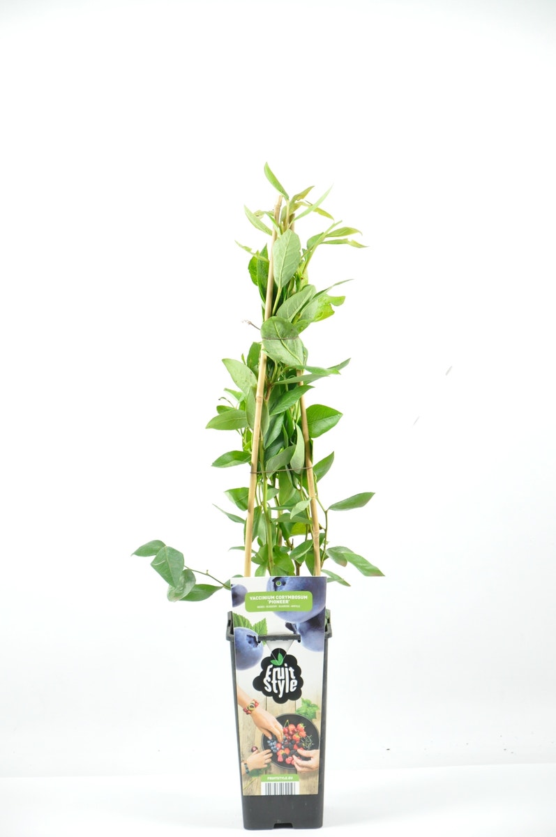  Bosbes (Vaccinium Corymbosum ‘Pioneer’) 