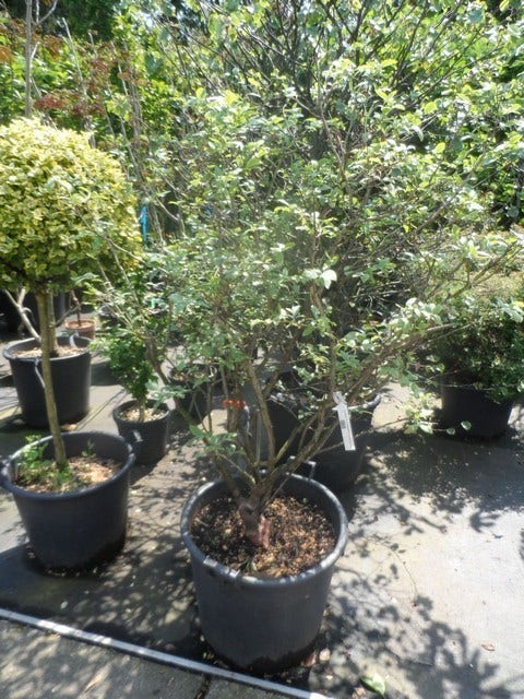  Bosbes (Vaccinium Corymbosum 'Goldtraube')