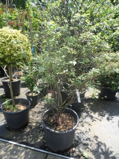  Bosbes (Vaccinium Corymbosum 'Goldtraube')