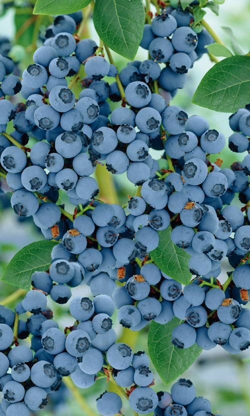  Bosbes (Vaccinium Corymbosum 'Goldtraube')