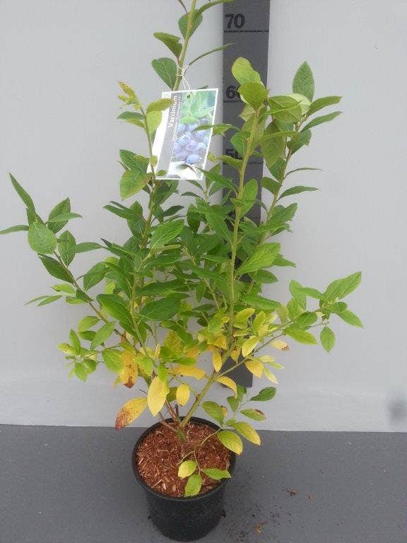  Bosbes (Vaccinium Corymbosum 'Goldtraube')