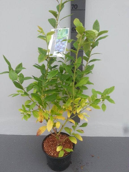  Bosbes (Vaccinium Corymbosum 'Goldtraube')