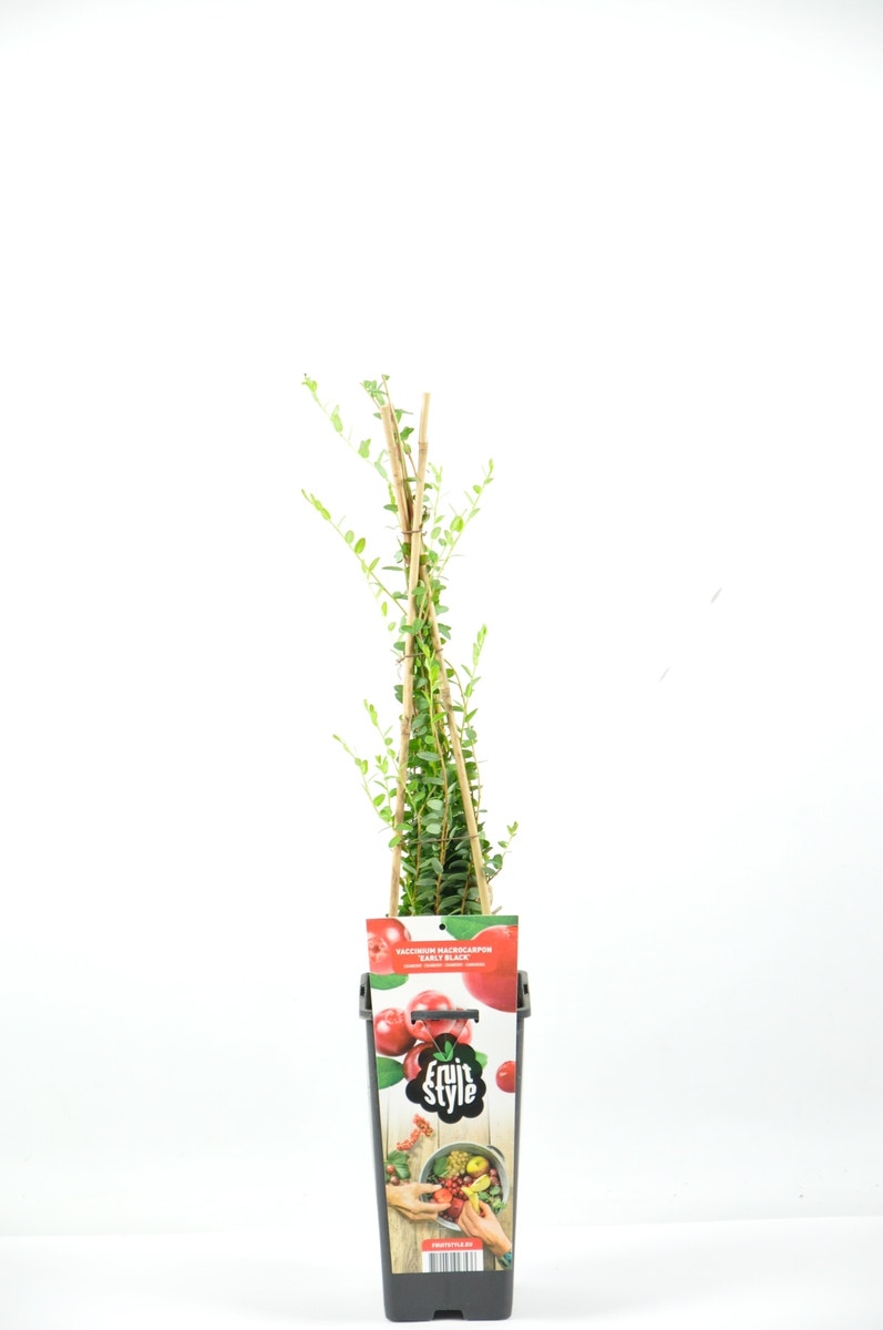  Cranberry (Vaccinium Macrorampom 'Early Black')