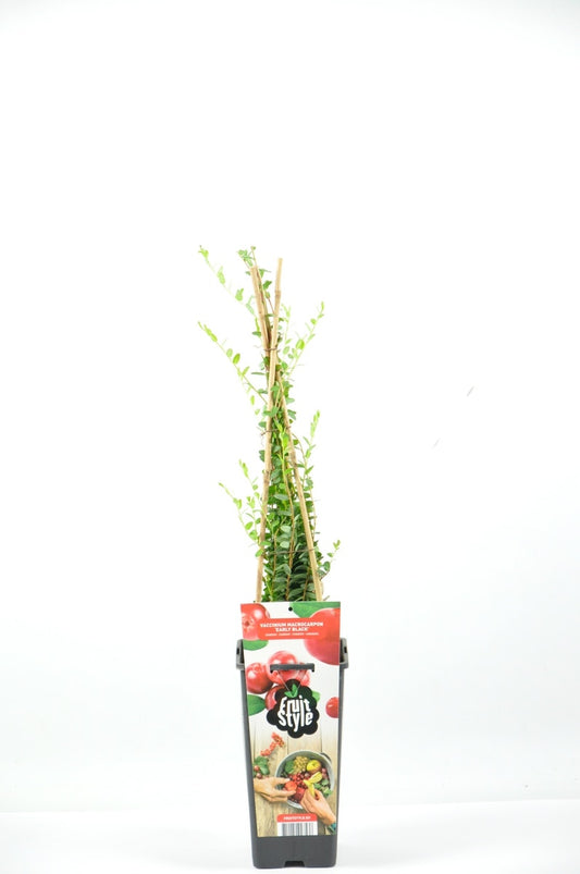  Cranberry (Vaccinium Macrorampom 'Early Black')
