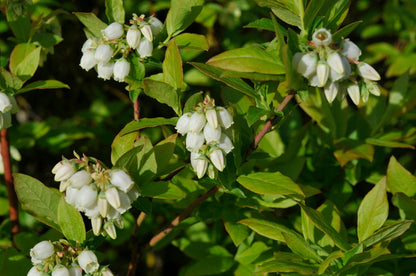  Bosbes (Vaccinium Corymbosum 'Pink Berry')
