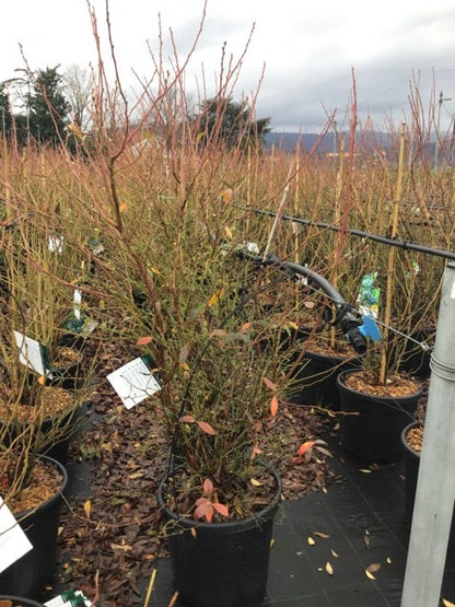  Bosbes (Vaccinium Corymbosum 'Pink Berry')