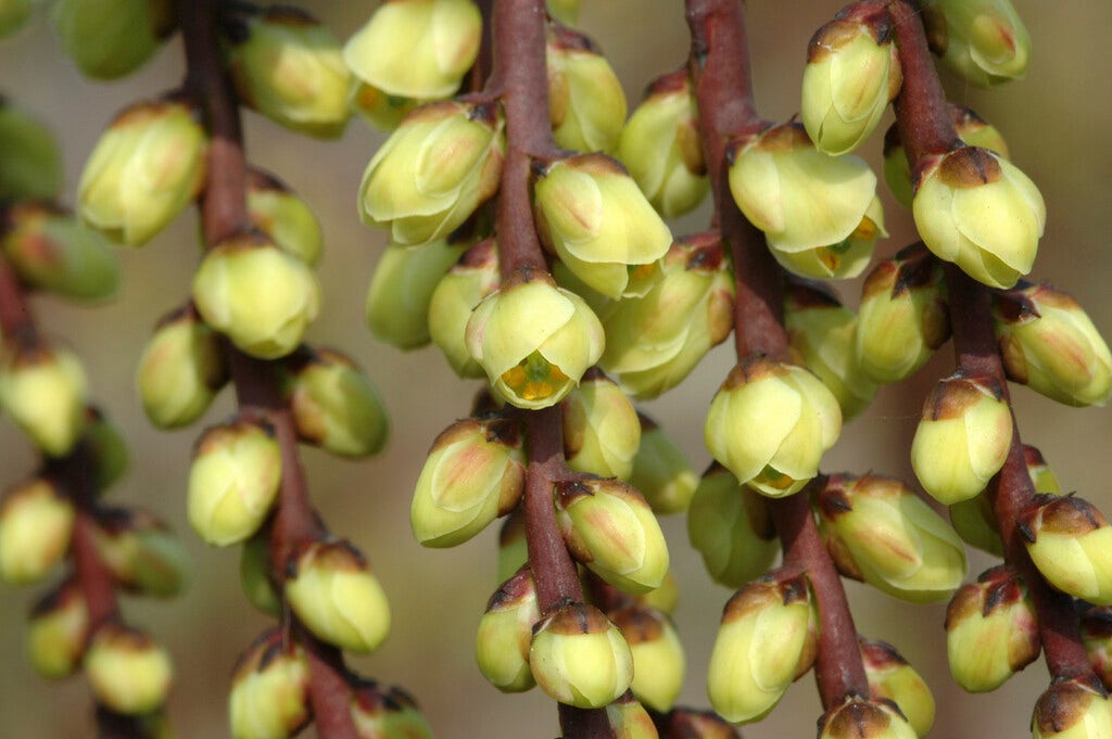  Staartaar (Stachyurus Praecox)