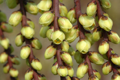  Staartaar (Stachyurus Praecox)