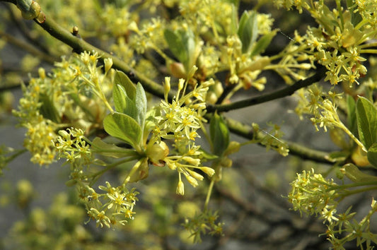  Sassafras (Sassafras Albidum)
