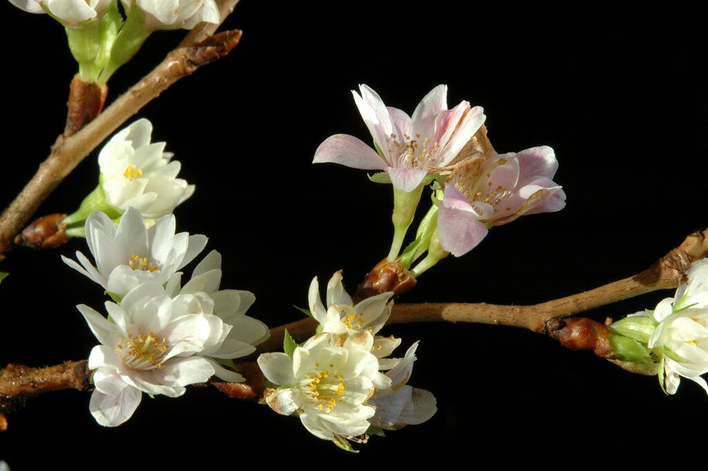  Japanse Sierkers (Prunus Subhirtella 'Autumnalis')