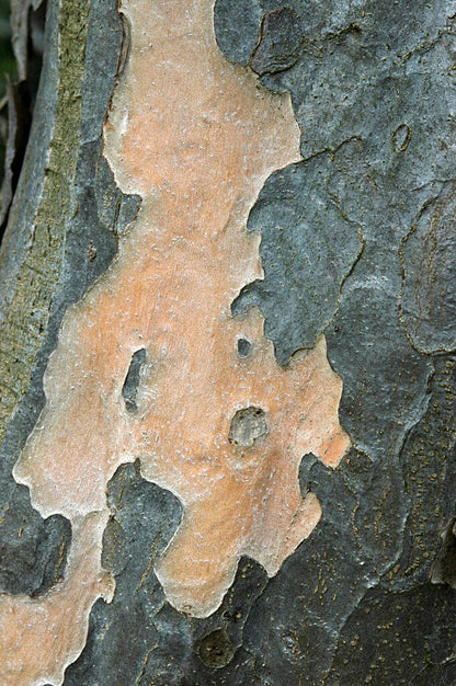  Grote Parrotia (Parrotia Persica)