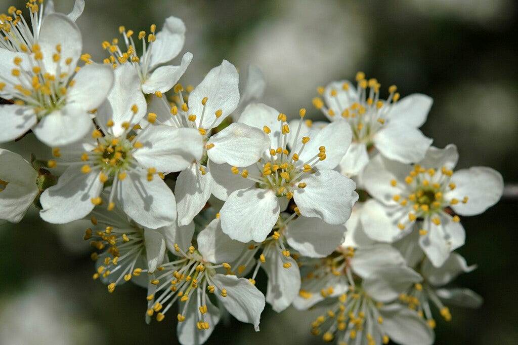  Sleedoorn, Bosplantsoen (Prunus Spinosa)