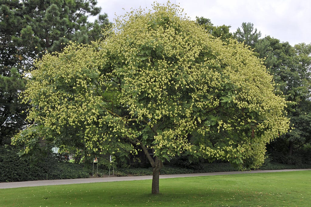  Zeepboom (Koelreuteria Paniculata)
