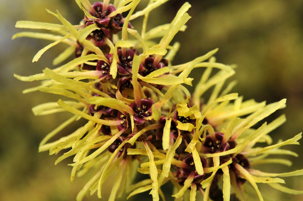  Toverhazelaar (Hamamelis Mollis)