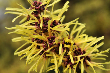  Toverhazelaar (Hamamelis Mollis)