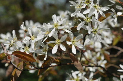 Krentenboom (Amelanchier Arborea 'Robin Hill')