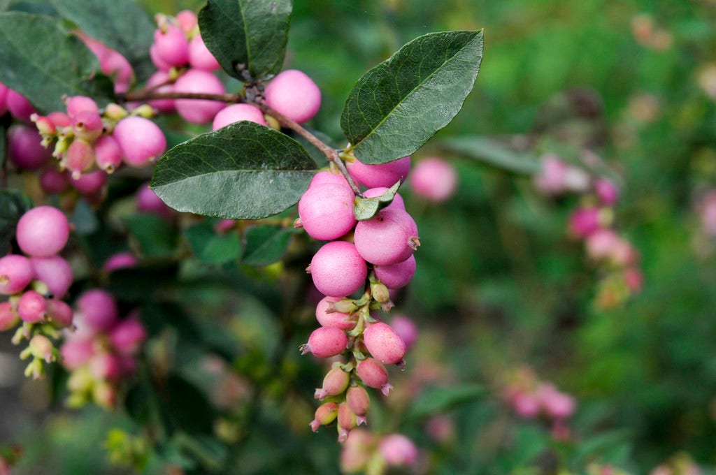  Sneeuwbes (Symphoricarpos 'Magical Galaxy®)