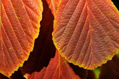  Toverhazelaar (Hamamelis Intermedia 'Diane')