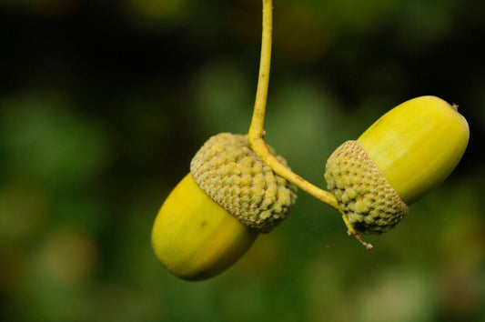  Grote Zomereik (Quercus Robur)