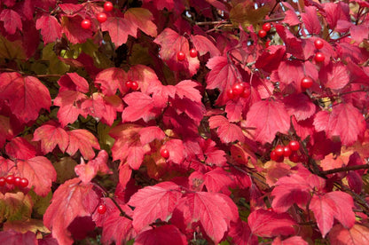 Gelderse Roos (Viburnum Opulus)