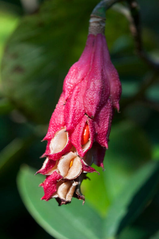  Beverboom (Magnolia Sieboldii)
