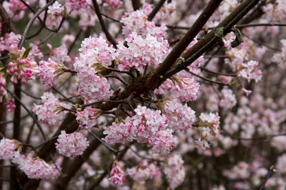  Sneeuwbal (Viburnum Bodnantense 'Dawn')