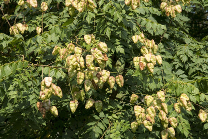  Zeepboom (Koelreuteria Paniculata)