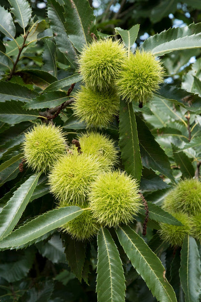  Tamme Kastanje, Bosplantsoen (Castanea Sativa)