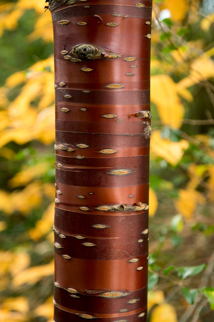  Tibetaanse Sierkers (Prunus Serrula)