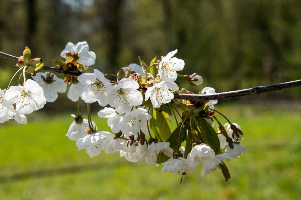  Zoete Kers, Bosplantsoen (Prunus Avium)
