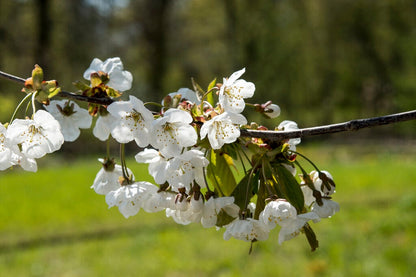  Zoete Kers, Bosplantsoen (Prunus Avium)