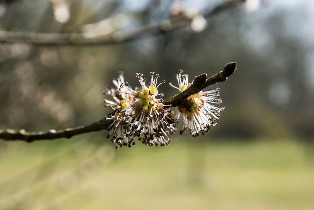  Ruwe Iep, Bosplantsoen (Ulmus Glabra)