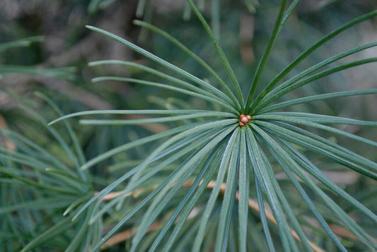  Japanse Parasolden (Sciadopitys Verticilata)