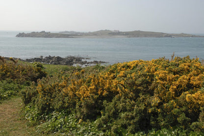  Gaspeldoorn (Ulex Europaeus)