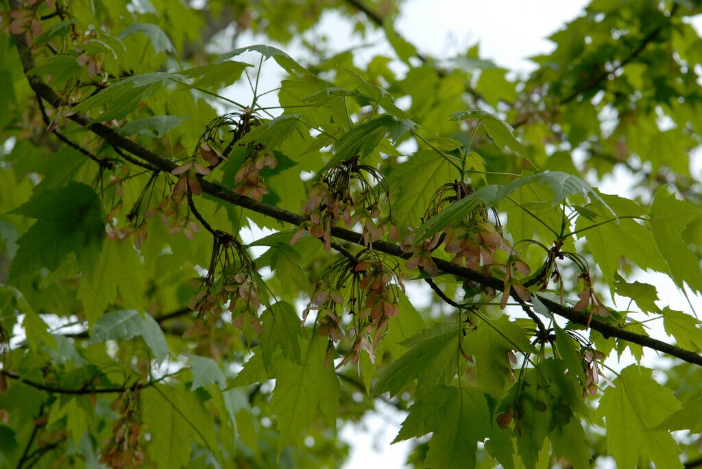  Gewone Esdoorn, Bosplantsoen (Acer Pseudoplatanus)