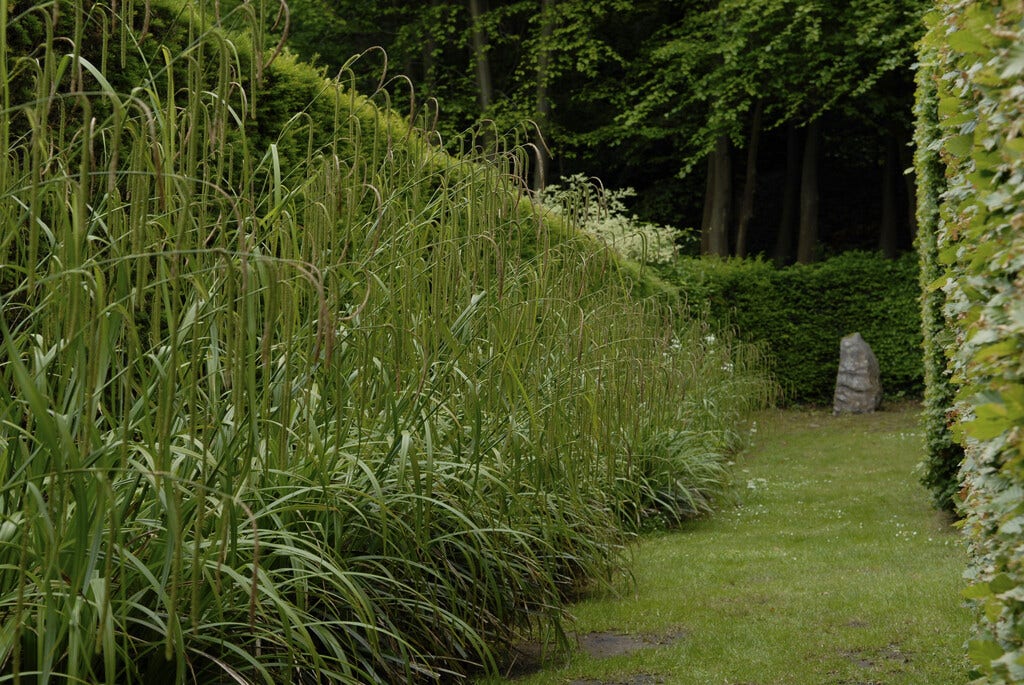  Treurzegge (Carex Pendula)