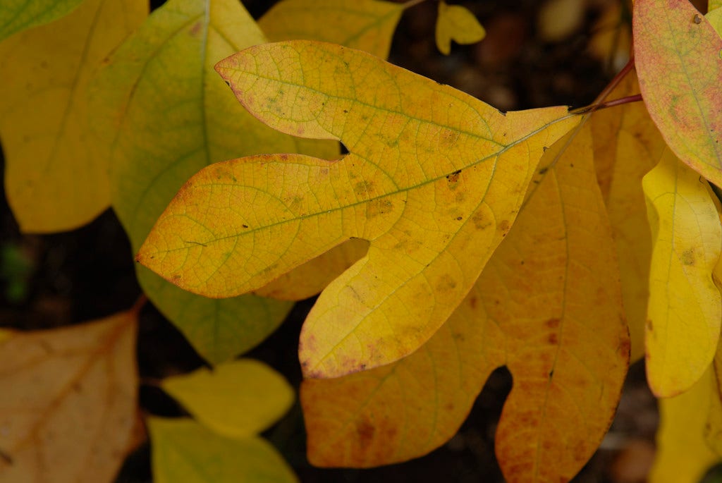  Sassafras (Sassafras Albidum)