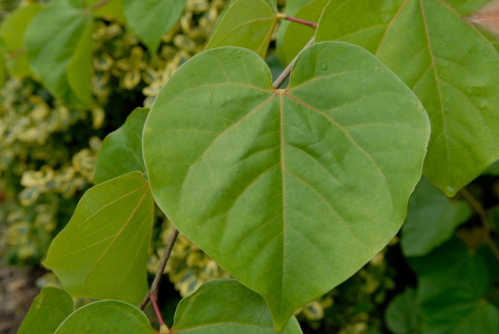  Chinese Judasboom (Cercis Chinensis 'Shirobana')