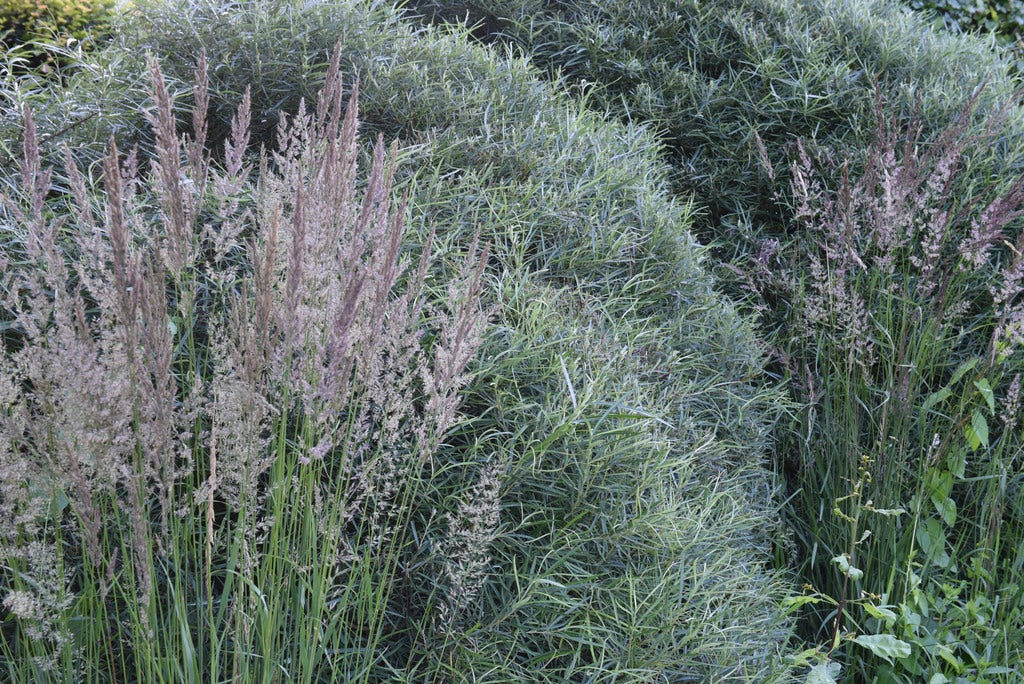  Rozemarijnwilg, Bosplantsoen (Salix Elaeagnos 'Angustifolia')