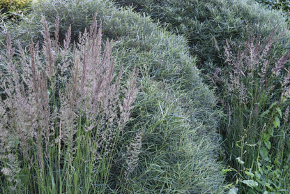  Rozemarijnwilg, Bosplantsoen (Salix Elaeagnos 'Angustifolia')